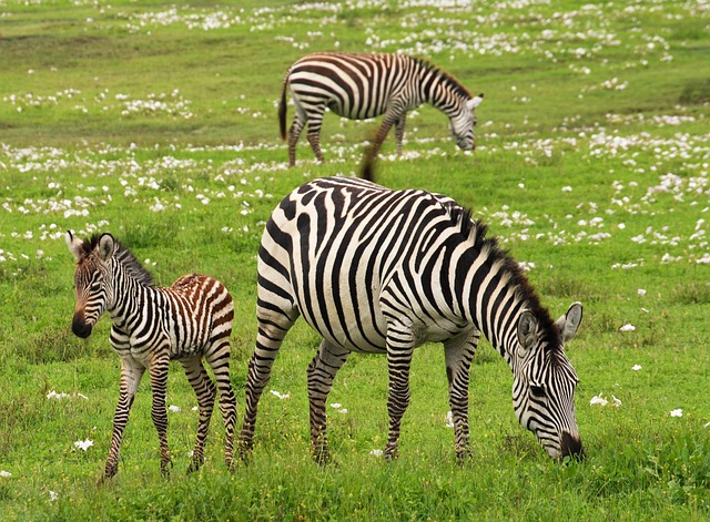 baby zebra 75885 640