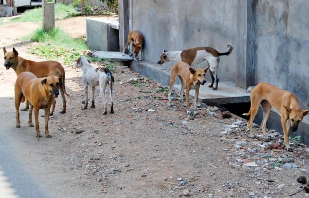1466056190 50 stray dogs burnt alive in a village in tamil