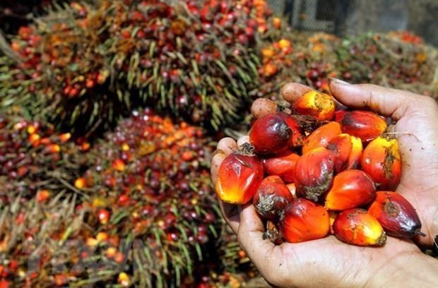 jakarta supermarkets told to remove palm oilfree products