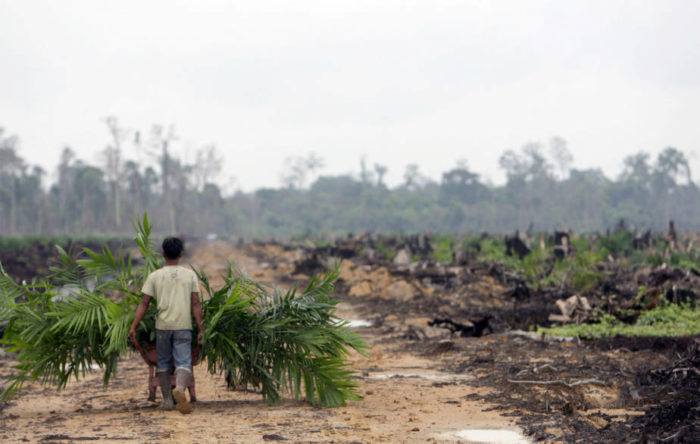 Indonesia rainforest to palm Dimas Ardian Getty