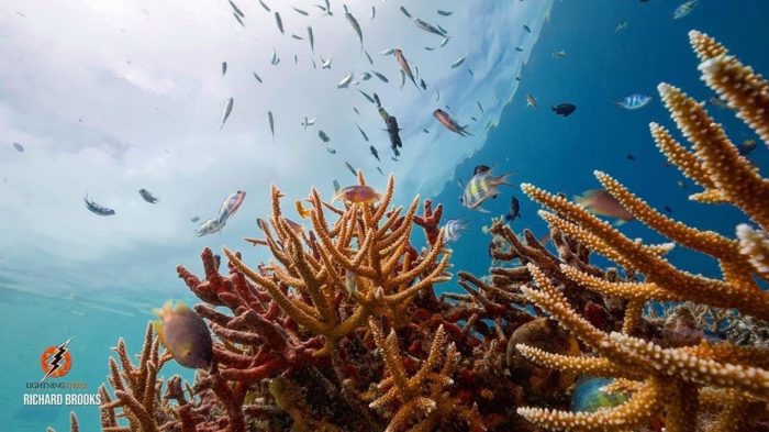 ครีม กันแดด ไม่ ทํา ร้าย ปะการัง facebook
