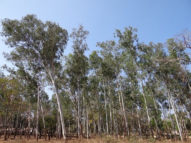 eucalyptus forest 245072 640
