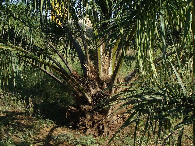 oil palm 287902 640