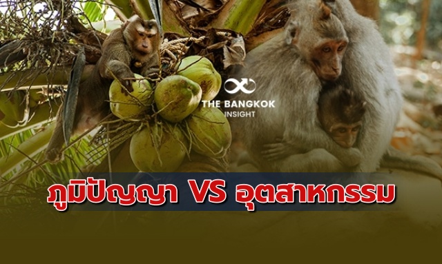 ลิงเก็บมะพร้าว ภูมิปัญญาไทย