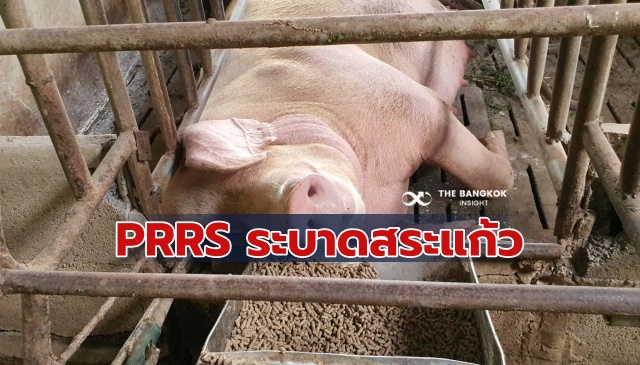 ไวรัส PRRS ระบาดฟาร์มหมู