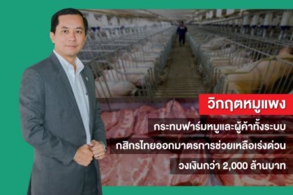 รูปข่าว ‘กสิกรไทย’ ปล่อยสินเชื่อกว่า 2 พันล้านบาท ช่วย ‘เจ้าของฟาร์ม-ผู้ค้าหมู’