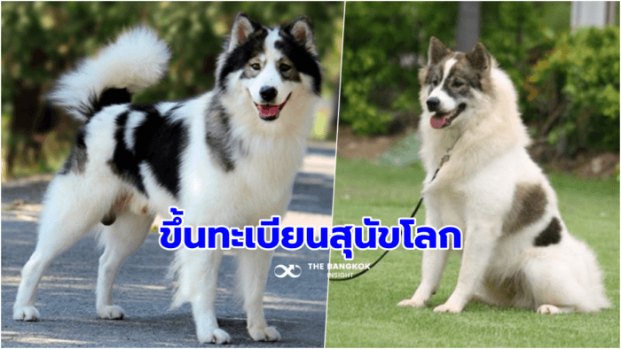 สุนัขไทยพันธุ์บางแก้ว