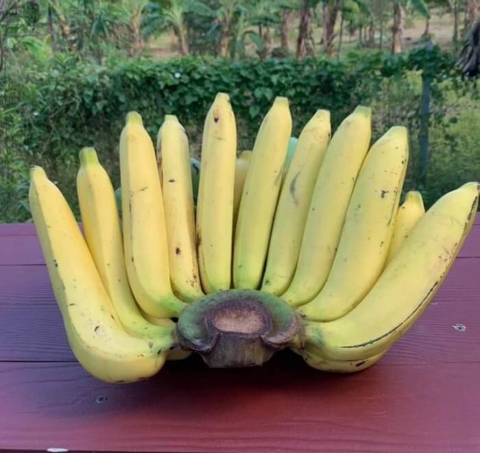 กล้วยหอมทองพบพระ