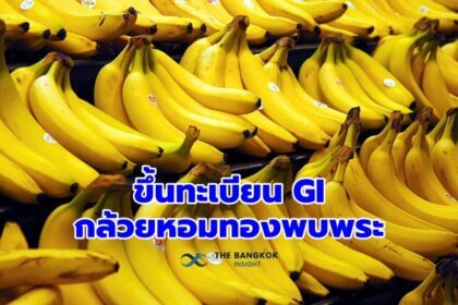 รูปข่าว พาณิชย์ ขึ้นทะเบียนสินค้า GI ‘กล้วยหอมทองพบพระ’ จังหวัดตาก สร้างรายได้ให้ชุมชนปีละ 440 ล้าน