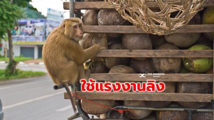 ลิงเก็บมะพร้าว