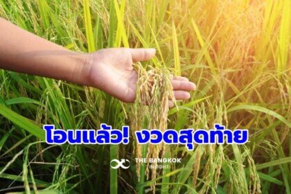รูปข่าว เช็กด่วน! ‘ประกันรายได้ข้าว’ งวดสุดท้าย โอนเงินเข้าบัญชีชาวนา 2,221 ครัวเรือนแล้ววันนี้