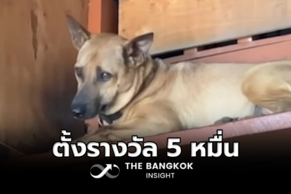 รูปข่าว ตั้งรางวัล 5 หมื่น ช่วยตามหา ‘ซาร่า’ สุนัขหายจากกรงเทศบาล