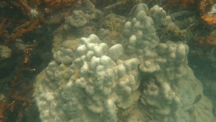 ปะการังฟอกขาว