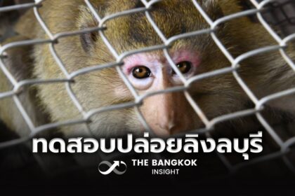 รูปข่าว เริ่มแล้ว!! ปล่อยลิงลพบุรีล็อตแรก 27 ตัว ทดสอบกรงสถานอนุบาลลิง