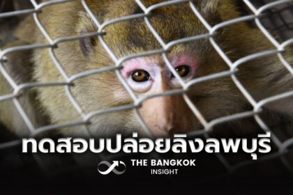 รูปข่าว เริ่มแล้ว!! ปล่อยลิงลพบุรีล็อตแรก 27 ตัว ทดสอบกรงสถานอนุบาลลิง